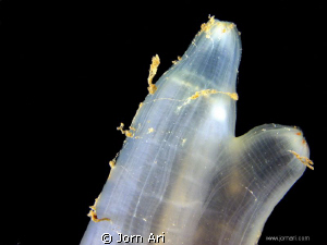 Sea squirt (Ciona intestinalis)
Shot in the fantastic "G... by Jorn Ari 